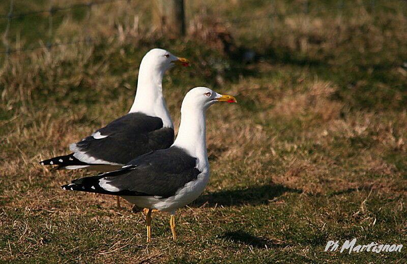 Goéland brun, identification