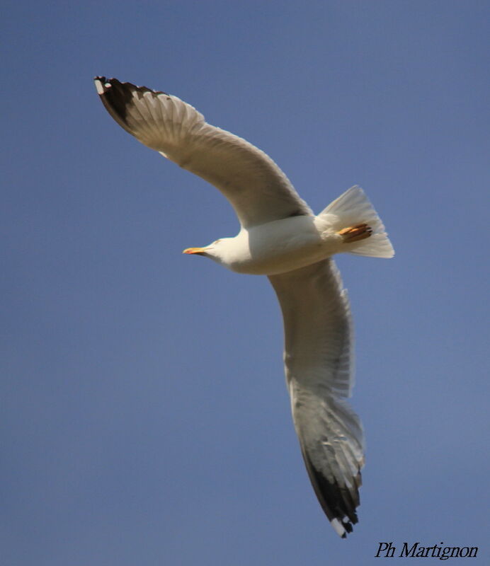 Lesser Black-backed Gull