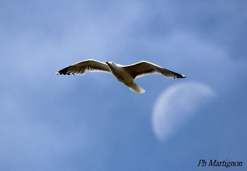 Lesser Black-backed Gull