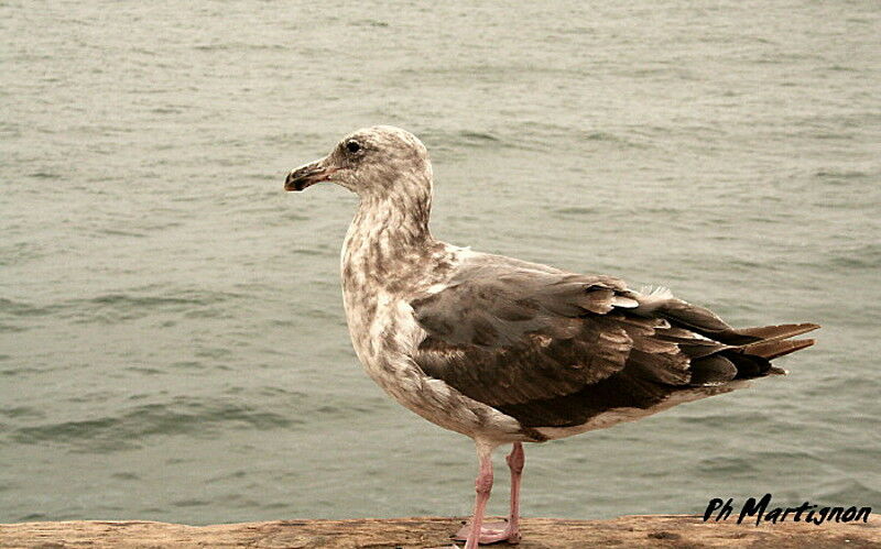 Western Gull