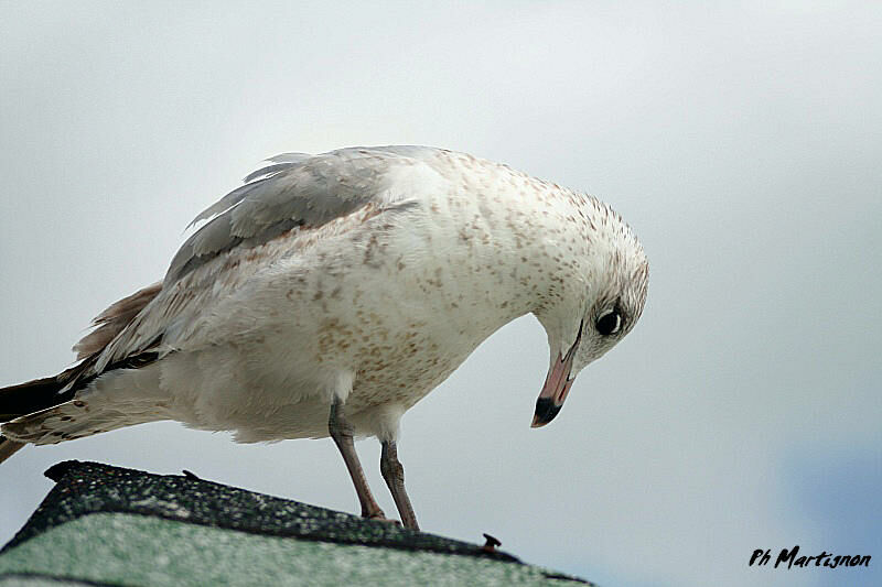 Goéland de Heermann, identification