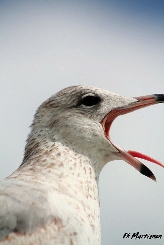 Goéland de Heermann, identification