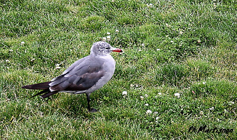 Goéland de Heermann