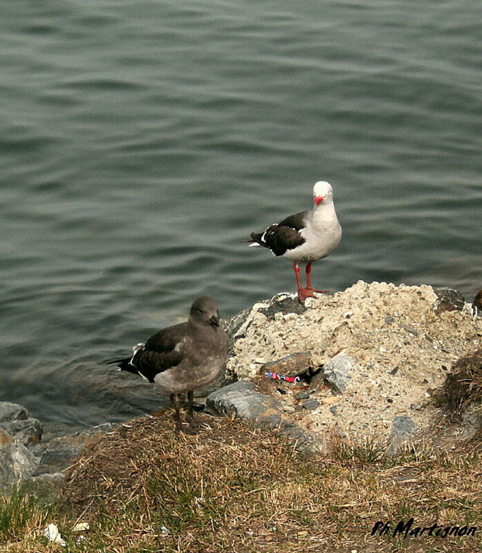 Dolphin Gull