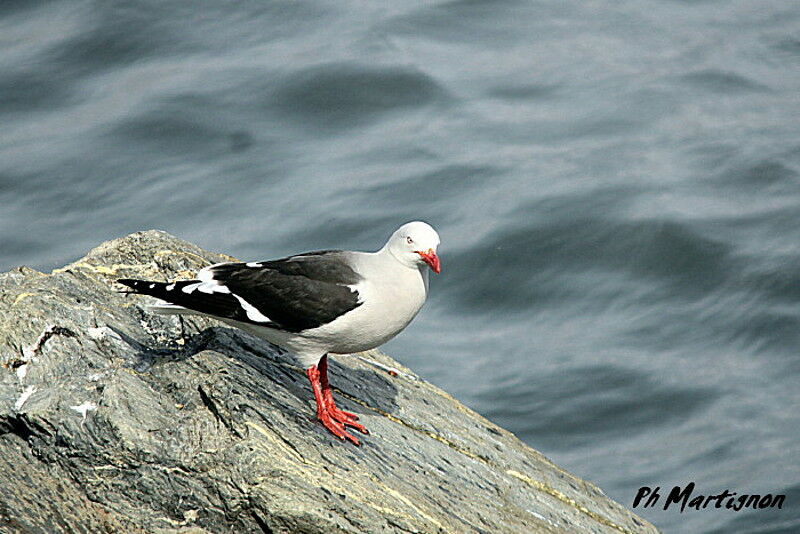 Dolphin Gull