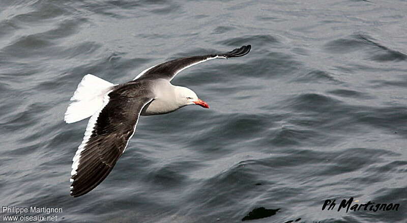 Dolphin Gulladult, Flight