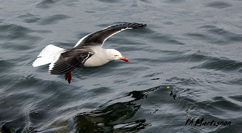 Dolphin Gull