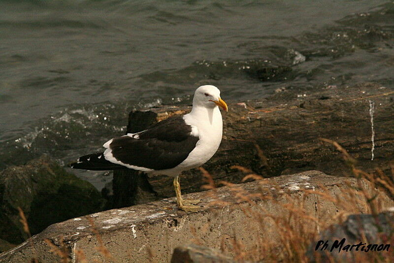 Kelp Gull