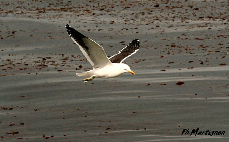 Kelp Gull