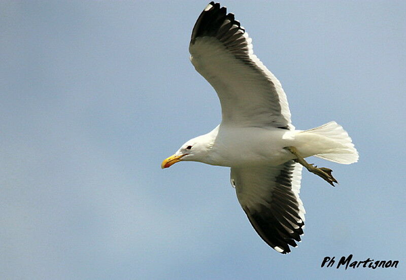 Kelp Gull