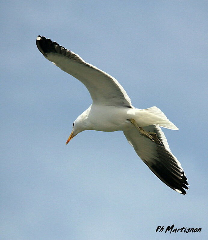 Kelp Gull