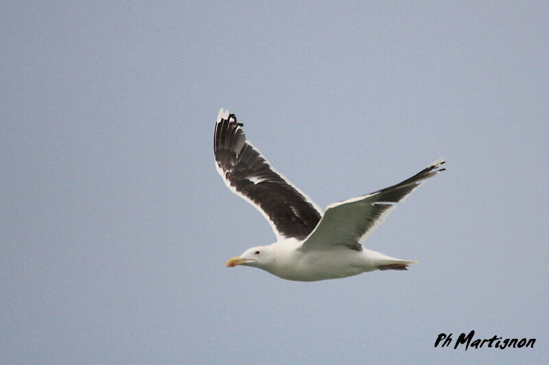 Great Black-backed Gull