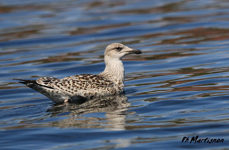 Great Black-backed Gull