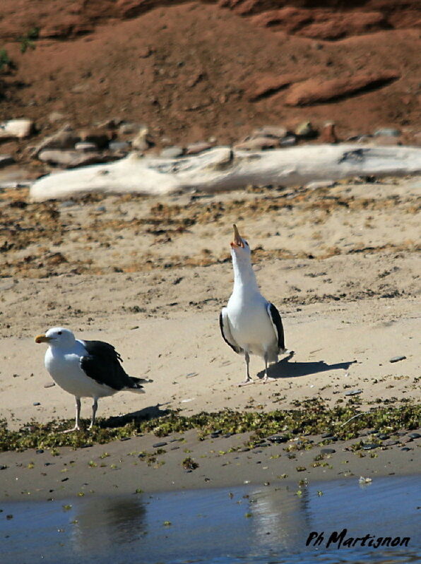 Great Black-backed Gull