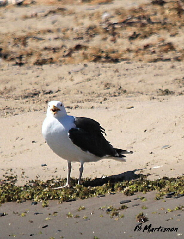 Great Black-backed Gull