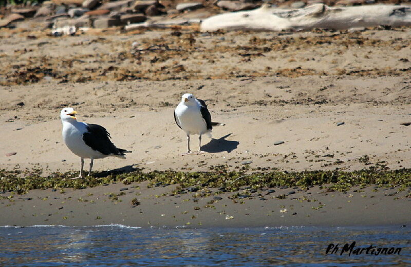 Great Black-backed Gull