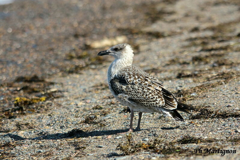 Great Black-backed Gull