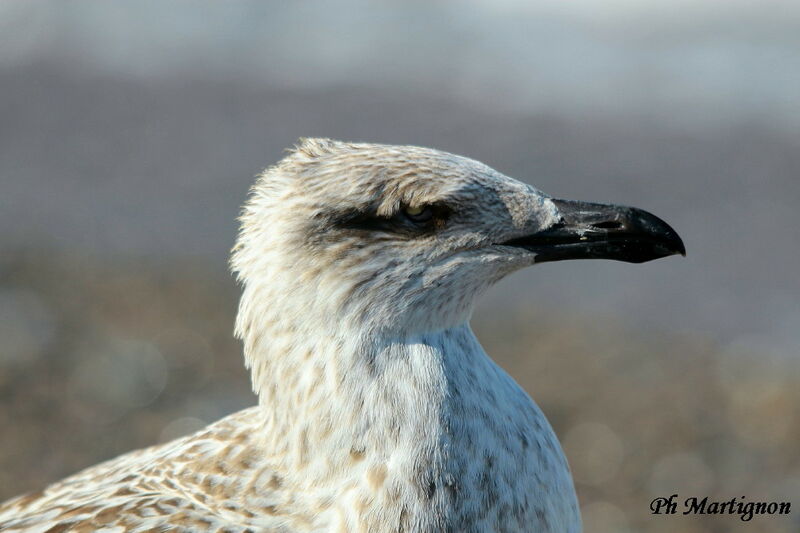 Great Black-backed Gull