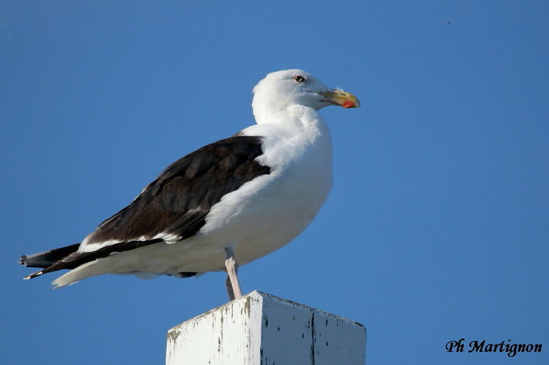 Great Black-backed Gull