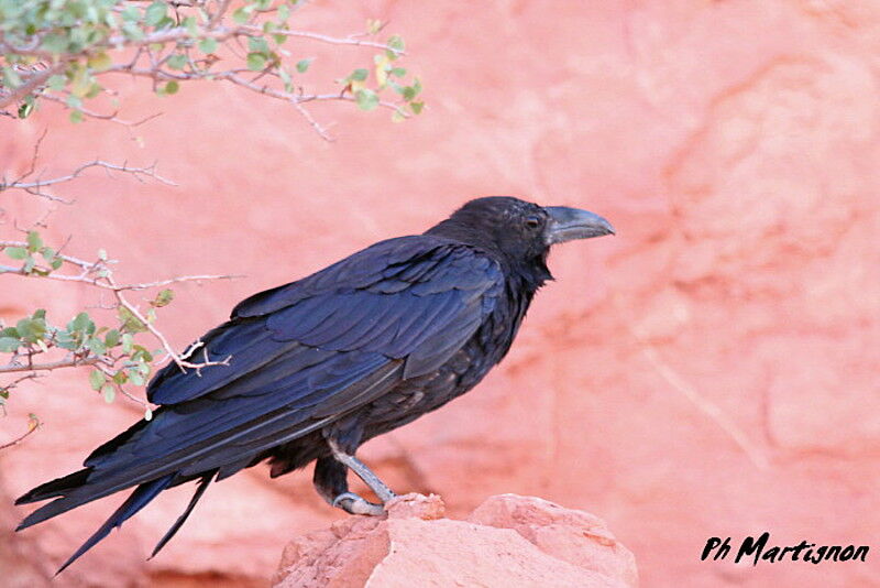 Northern Raven