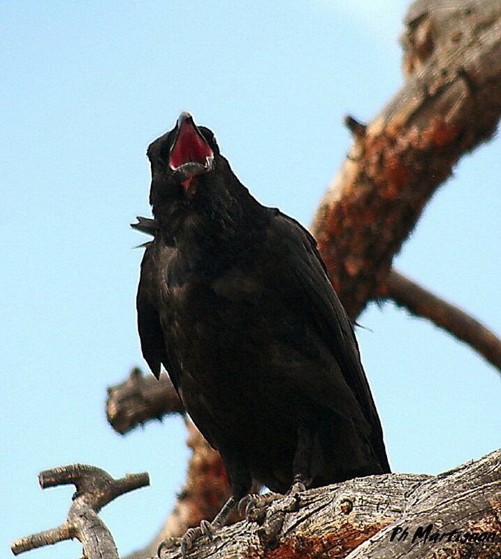 Northern Raven