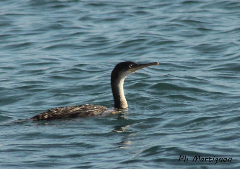 Grand Cormoranjuvénile, identification