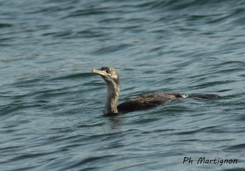 Grand Cormoranjuvénile, identification