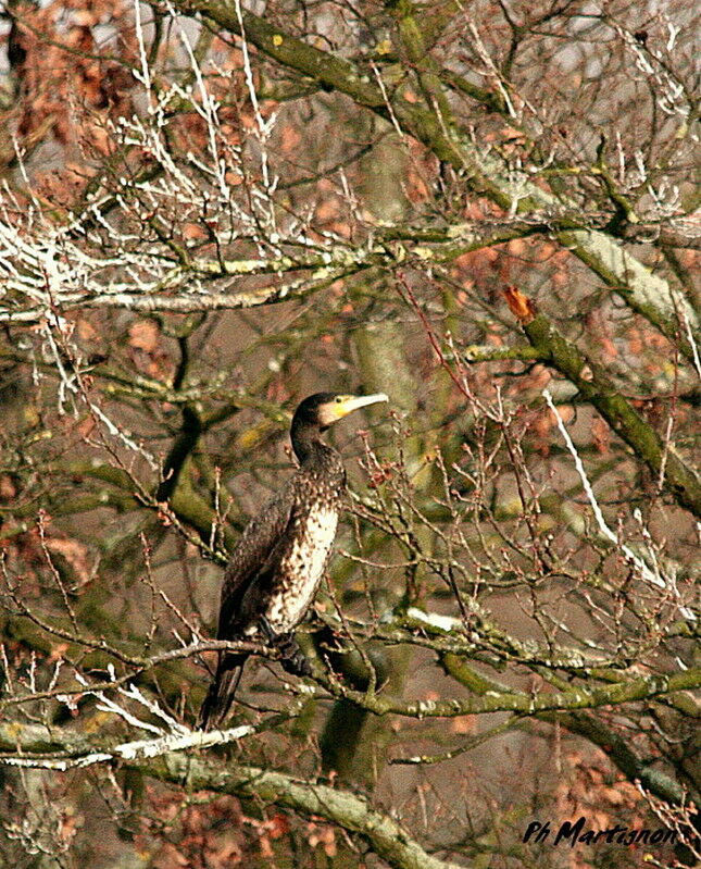 Great Cormorantimmature, identification