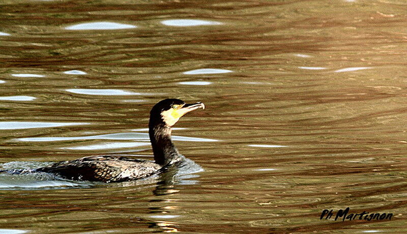 Great Cormorant, identification