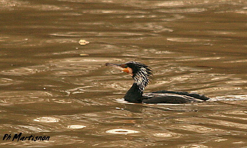 Grand Cormoran, identification