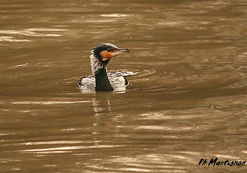 Great Cormorant, identification