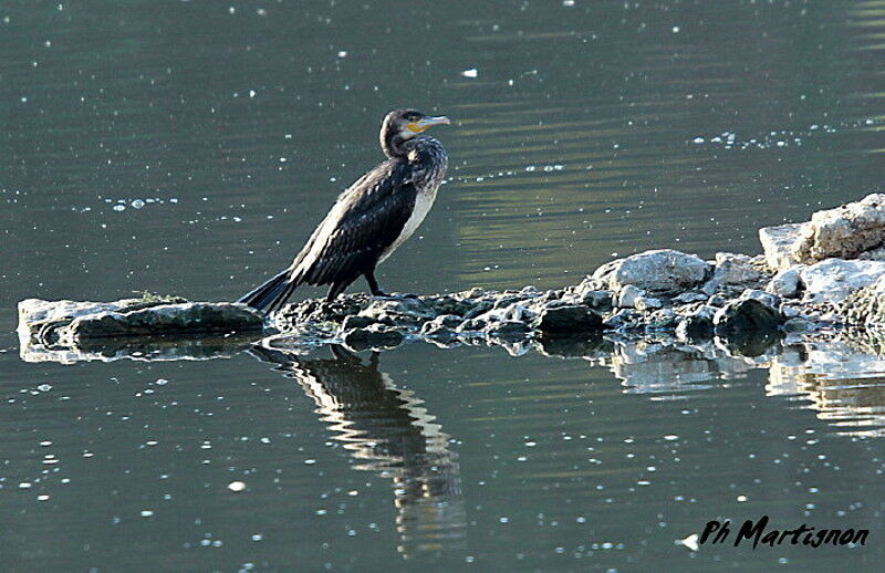 Great Cormorant