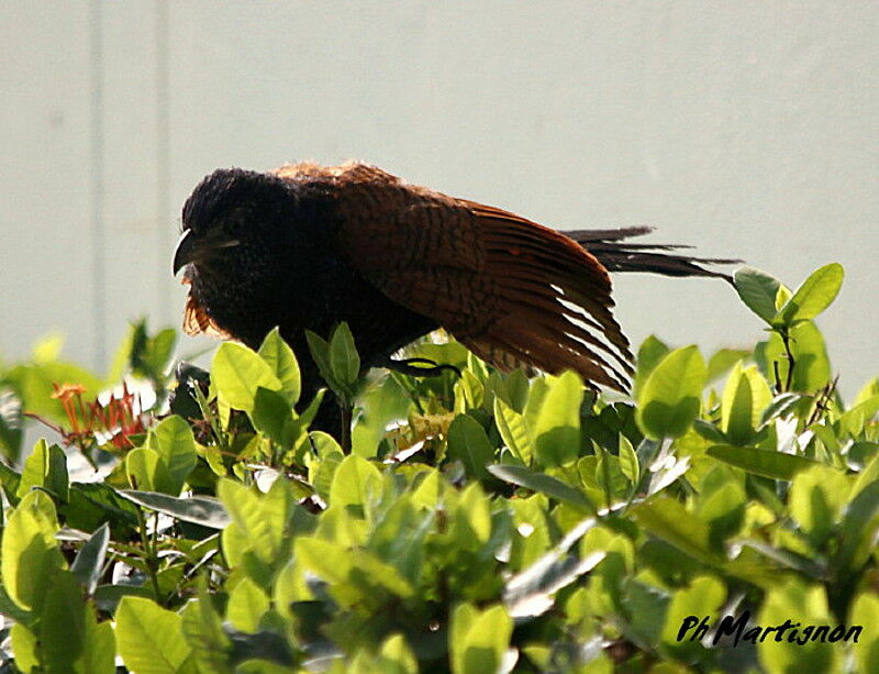 Grand Coucal