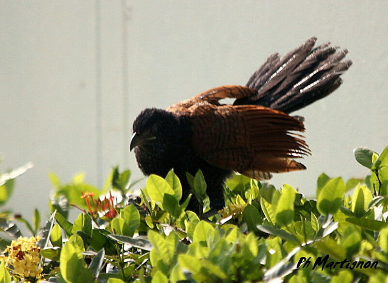 Greater Coucal