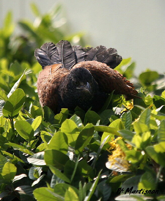 Greater Coucal