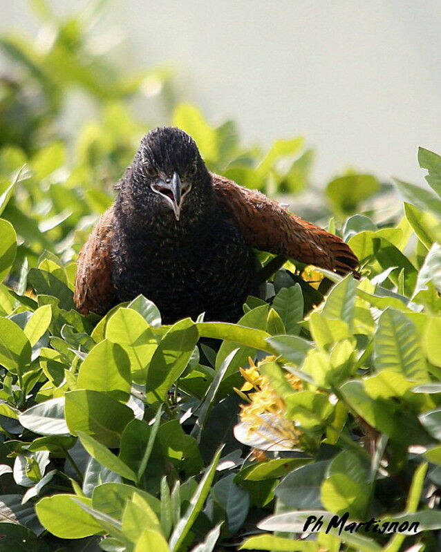 Greater Coucal