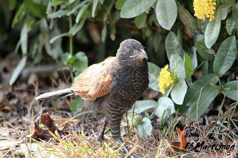 Greater Coucal