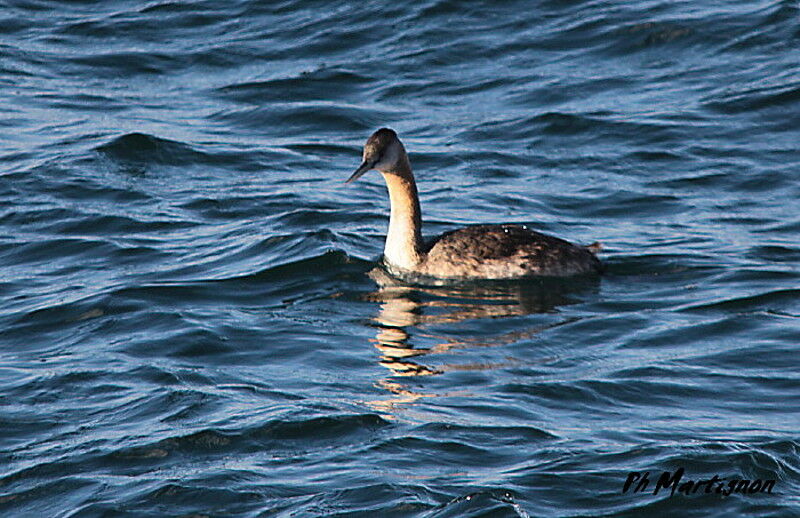 Great Grebe