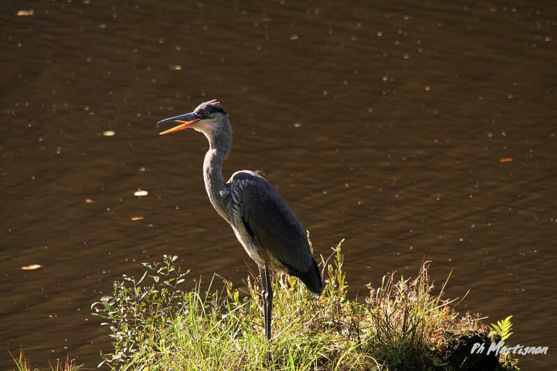 Great Blue Heron, identification