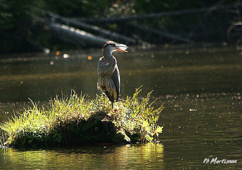 Great Blue Heron, identification