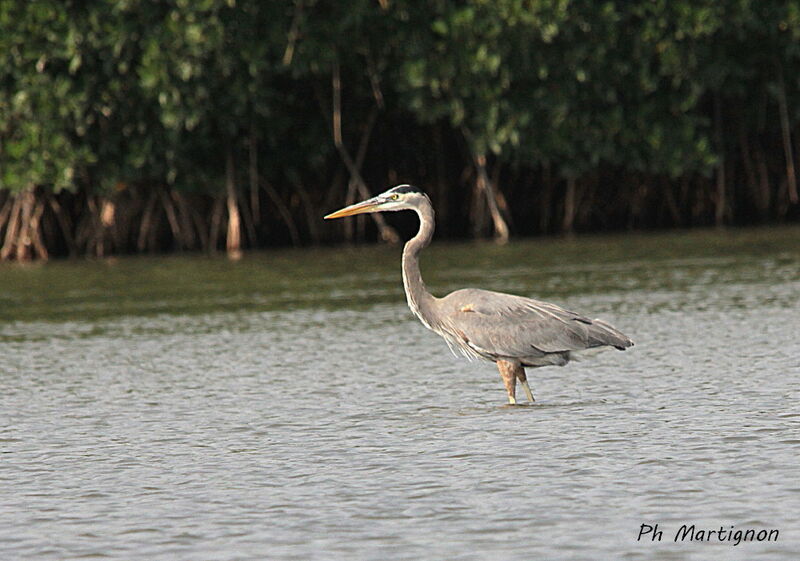 Grand Héron, identification