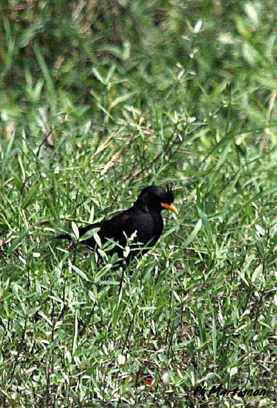 Great Myna, identification