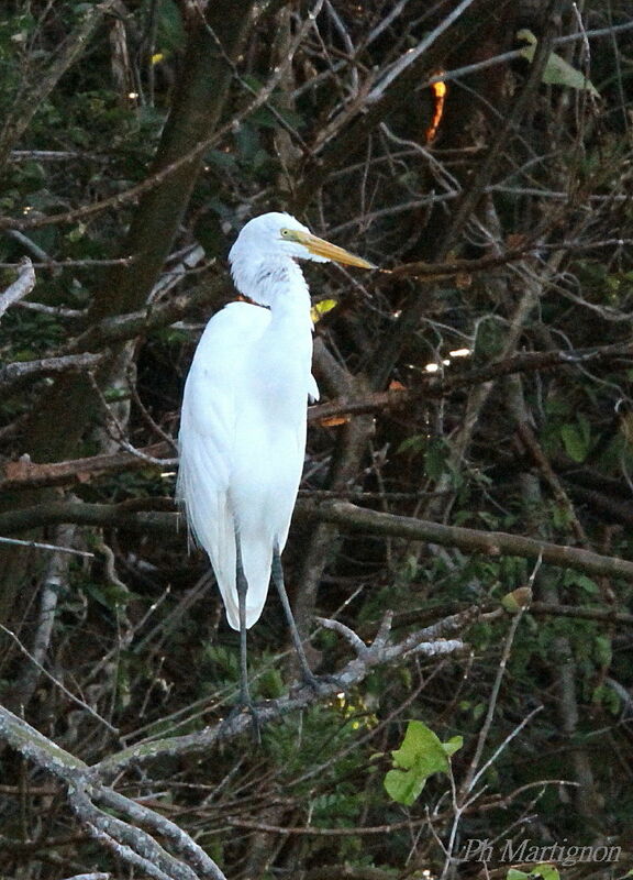 Great Egret, identification