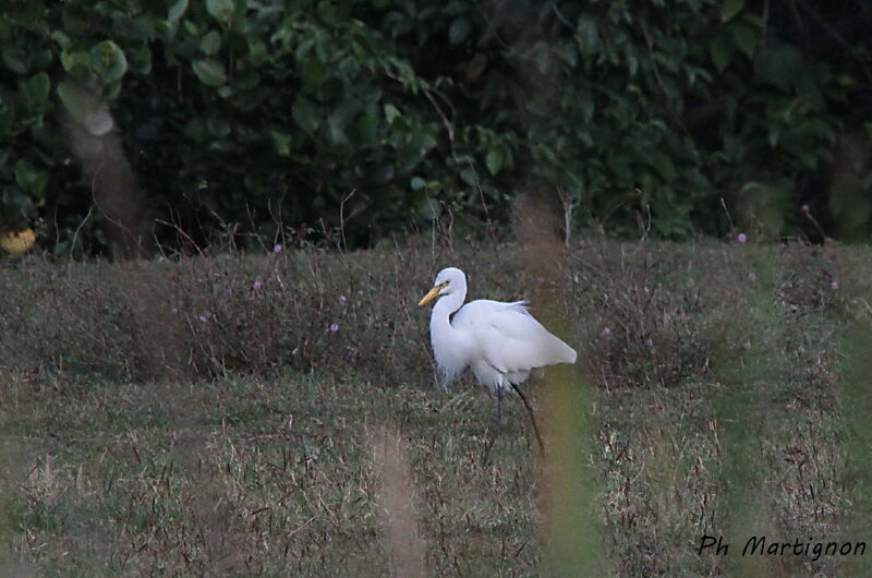 Great Egret, identification