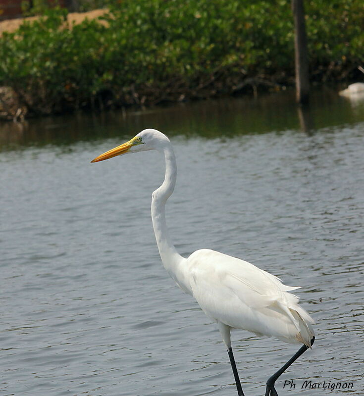 Great Egret, identification