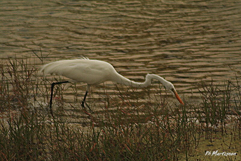 Great Egret, identification, Behaviour