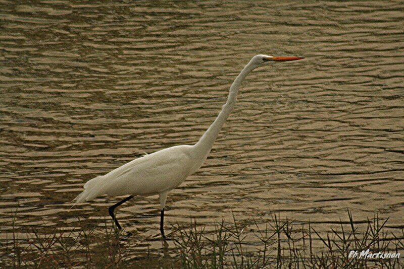 Grande Aigrette, identification, Comportement