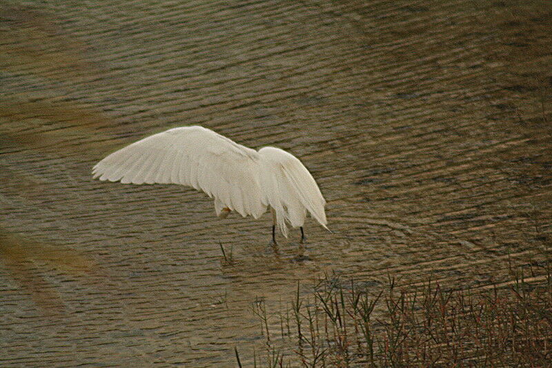 Grande Aigrette, identification, Comportement