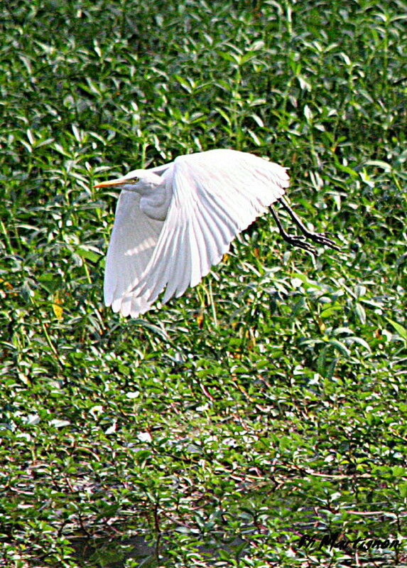 Grande Aigrette, Vol