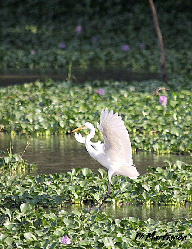 Grande Aigrette